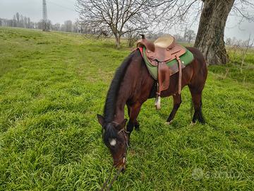 Cavallo monta Western adatto a principianti