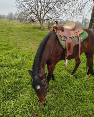 Cavallo monta Western adatto a principianti
