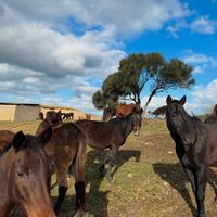 Permuta cavalli con foraggio