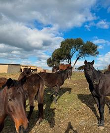 Permuta cavalli con foraggio