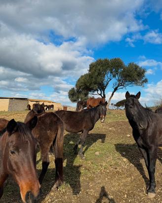 Permuta cavalli con foraggio