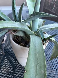 Pianta grassa Agave