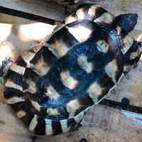 Testudo marginata