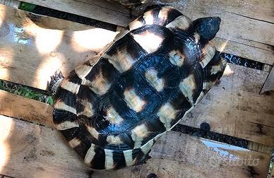 Testudo marginata