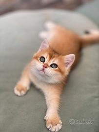 British Shorthair