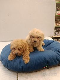 Cucciolo di maltipoo Toy