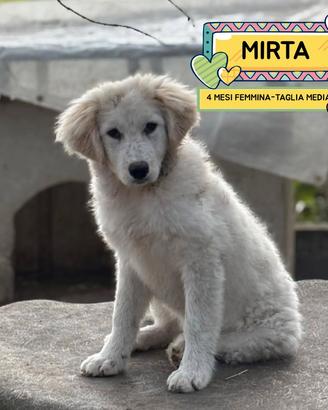 MIRTA cucciola 4 mesi taglia media in adozione