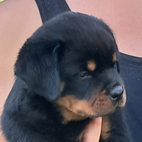 Rottweiler cuccioli
