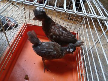 Galline ornamentali