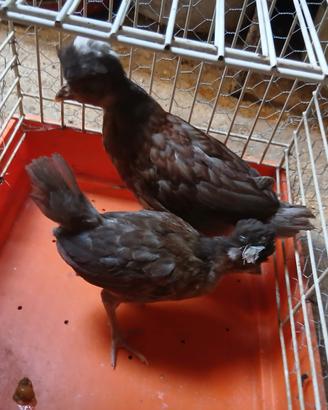 Galline ornamentali