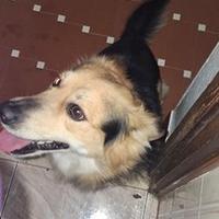 Volpino incrocio con jack Russel