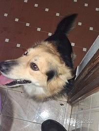 Volpino incrocio con jack Russel