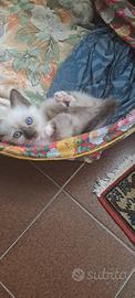 Gattini siamesi splendidi
