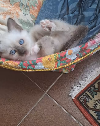 Gattini siamesi splendidi