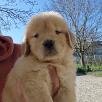 Cuccioli golden retriever americano