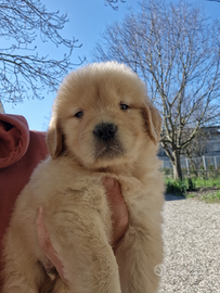 Cuccioli golden retriever americano