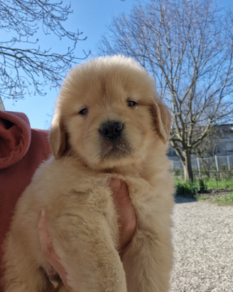 Cuccioli golden retriever americano