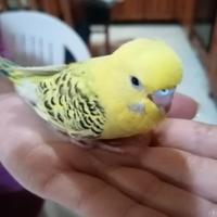 COCORITE, compagni affettuosi