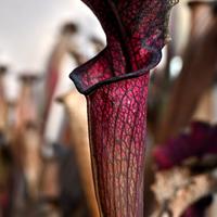 Sarracenia MK H10'Dana's Delight' pianta carnivora