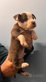 Amstaff Blue con Pedigree ENCI