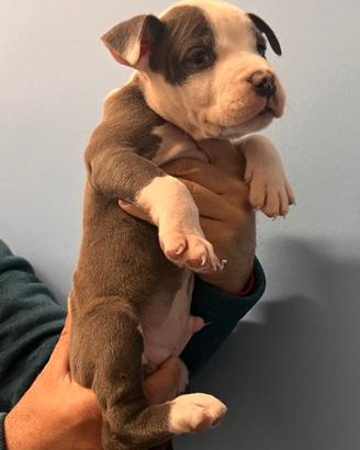 Amstaff Blue con Pedigree ENCI