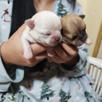 Chihuahua femminucce