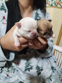 Chihuahua femminucce