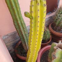 pianta grassa. è un clone 