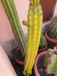 pianta grassa. è un clone 