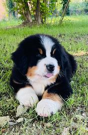 Cuccioli Bovaro del Bernese