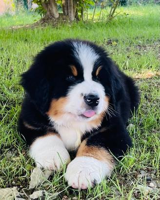 Cuccioli Bovaro del Bernese