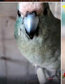 Pappagallo