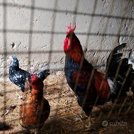 giovane gallo di cornuta di Caltanissetta 