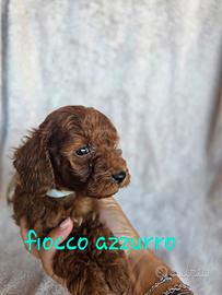Cucciolo barboncino  red - albicocca nano / toy