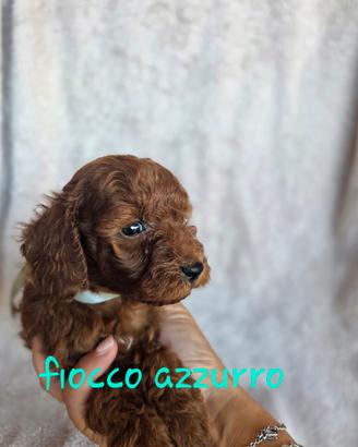 Cucciolo barboncino  red - albicocca nano / toy