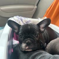 Cucciola di bulldog francese
