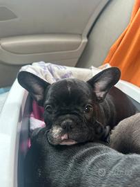 Cucciola di bulldog francese
