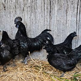 Galline Cemani