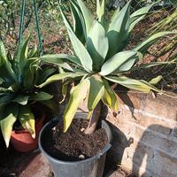Cactus agave attenuata pianta grassa