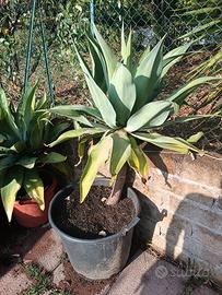 Cactus agave attenuata pianta grassa