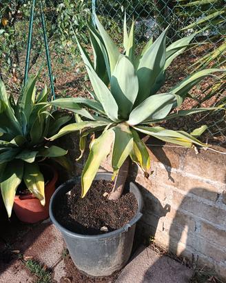 Cactus agave attenuata pianta grassa