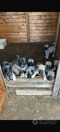 Cuccioli Kangal x Pastore del Caucaso