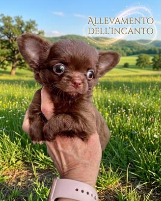 Ritirabile sin da subito chihuahua con pedigree