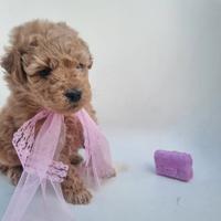 Cucciola barboncina toy albicocca