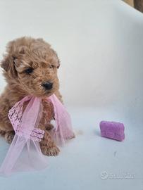 Cucciola barboncina toy albicocca