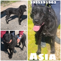 Asia una cagnolina da salvare
