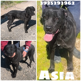 Asia una cagnolina da salvare