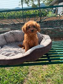 Cuccioli di barboncino red