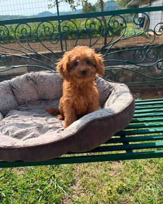 Cuccioli di barboncino red
