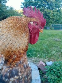 Gallo